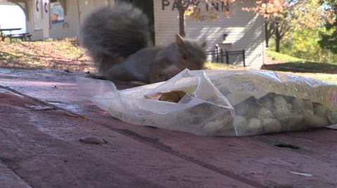 Squirrels stealing peanuts from picnic table in the park Stock Footage 42627914