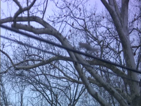 Squirrels telephone wire run left thru frame Stock Footage 2881179