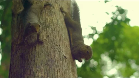 Squirrels on Tree Stock Footage 158413644