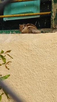 Squirrels at Window Stock Photos