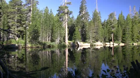 Squirrels at Wrights Lake Stock Footage 25590639