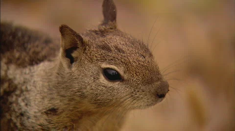 SquirrelXCU Stock Footage 488367