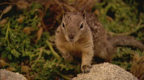 SquirrelXCU2 Stock Footage 488378