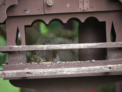Squirrely Stock Illustration