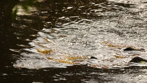 Squirring water in fast river near thresholds and stones. Vídeos de archivo 209838882