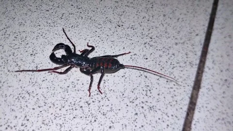 A squirt or whip scorpion of the order Uropygi, Thelyphonidae. Stock Footage 345045730