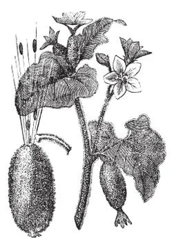Squirting Cucumber or Exploding Cucumber or Ecballium elaterium, vintage engr イラスト素材