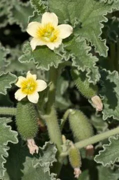 Squirting Cucumber or Exploding Cucumber Ecballium elaterium flowers and fruit Stockfoto's