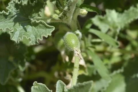 Squirting cucumber Stock Photos
