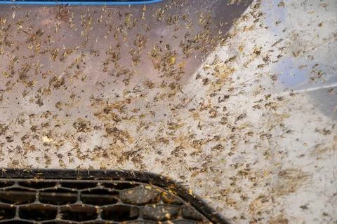 Squished and smeared dead bugs on the front grill of a vehicle. Foto stock