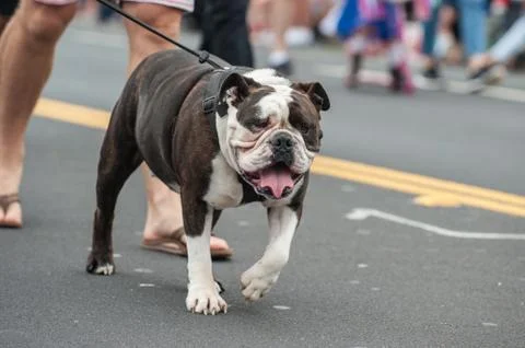 Squished face on the parade route Stock Photos