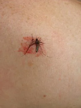 Squished mosquito Stock Photos