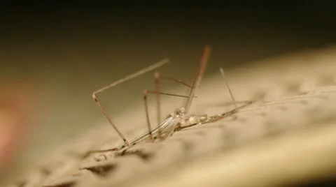 Squished spider Stock Footage 22374593