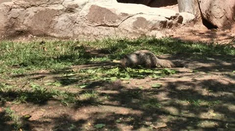 Squriel 01 스톡 동영상 11974161