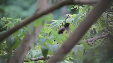 Squrrel and bird on tree Stock Footage 22331289