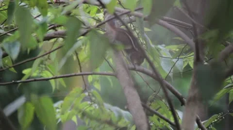 Squrrel dancing Stock Footage 22330937