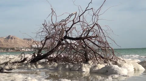 Srael.Dead Sea.Dried tree on the coast of the Dead Sea Video stock 68456166