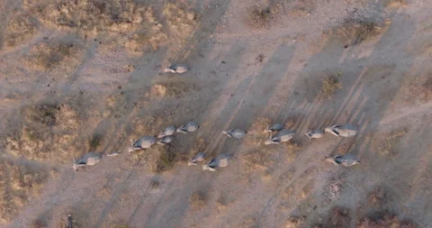 Sraight down aerial zoom in view.  Breeding herd of elephants with young calves Video stock 316671332