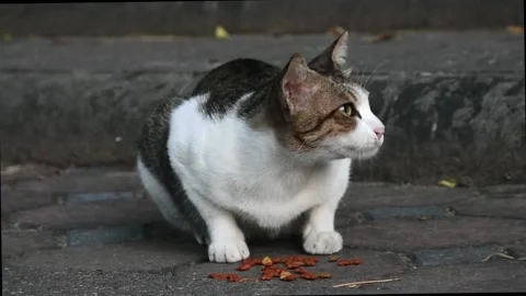 Sray Cat Stock Footage 132737515