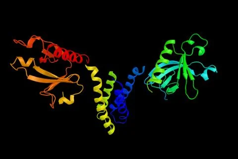 Src-associated adaptor protein, a signal transducing adaptor protein, which.. Stock Illustration