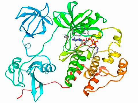 Src protein molecule Stock Illustration