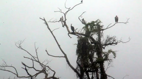 Sri Lanka-Eagel and Peacock in tree with mist Stock Footage 34903280