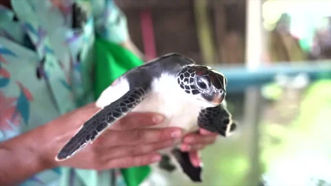 Sri Lanka - holding a turtle Stock Footage 262556962