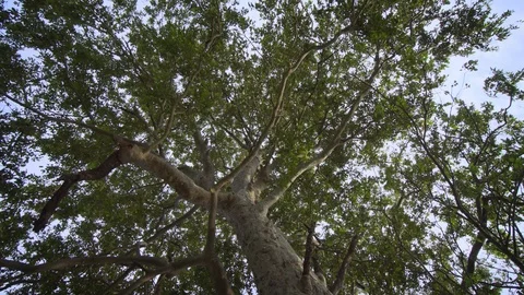 Sri Lanka. Large old tree on the lake shore Stock Footage 87576188