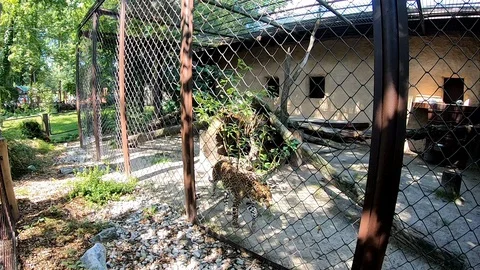 Sri Lanka Leopard walking behind fence in a zoo Stock Footage 114497889