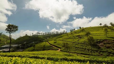 Tea Plantation Fields Stock Footage ~ Royalty Free Stock Videos | Pond5