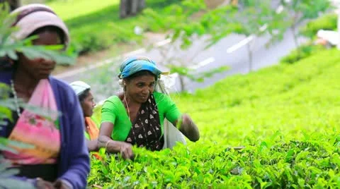 SRI LANKA - MARCH 2012: worker picking tea Stock Footage 12176376