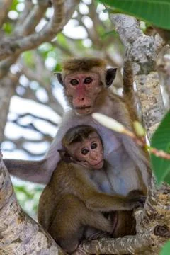 Sri Lanka Monkey Stock Photos