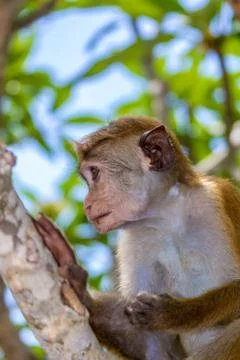 Sri Lanka Monkey Stock Photos
