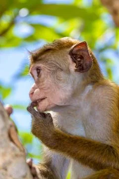 Sri Lanka Monkey Stock Photos