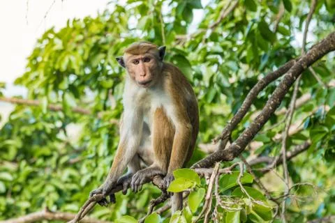 Sri Lanka Monkey Foto stock