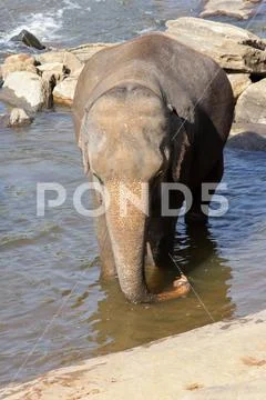 Sri Lanka, Pinawella Cattery. Elephants are bathing and washing in the river, Stock Photos