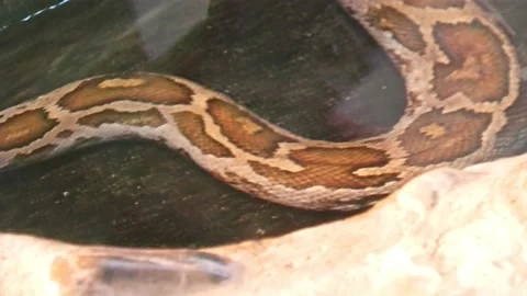 Sri Lanka Python molurus pimbura 스톡 동영상 166921873