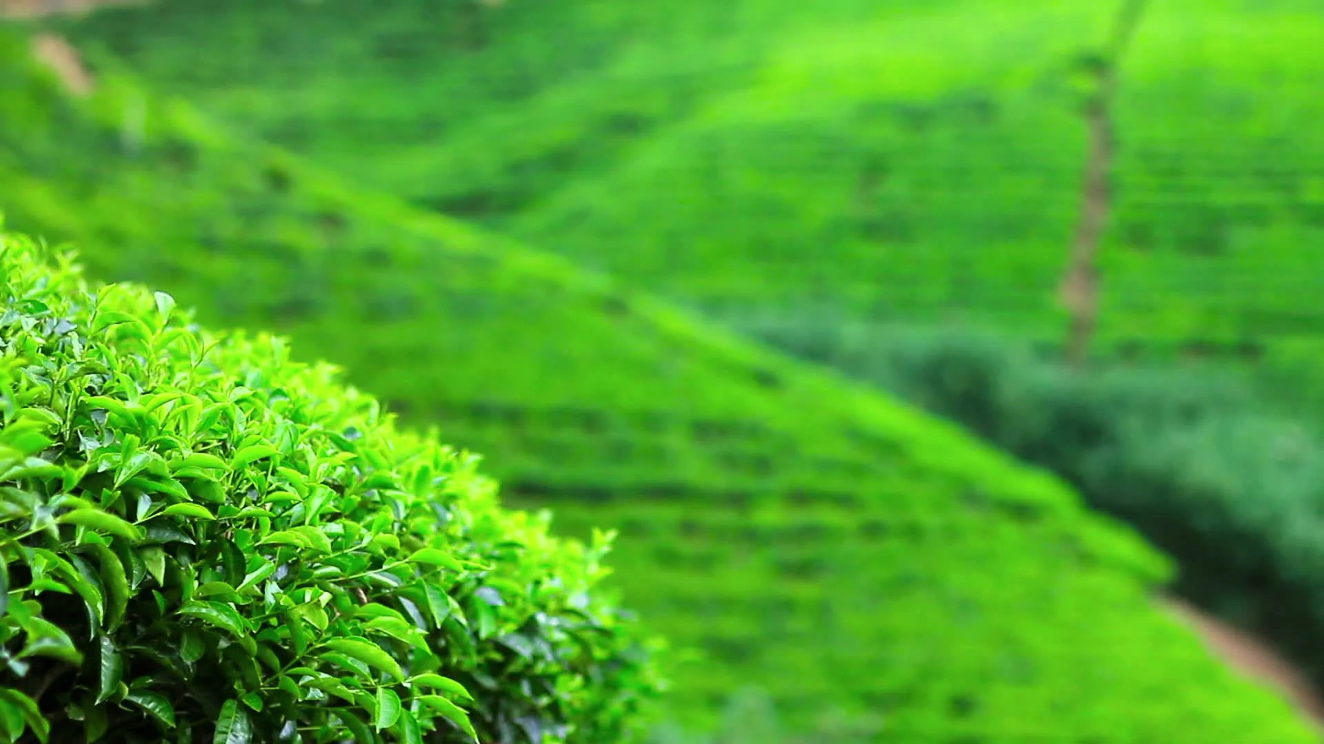 Sri Lanka tea garden mountains in nuwara... | Stock Video | Pond5