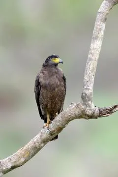 Sri lankan eagle, perched on trunk forest environment, looking for prey 写真素材