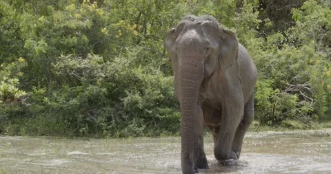 The Sri Lankan elephant (Elephas maximus maximus) walking in the river Stock Footage 201292041