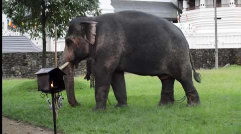 Sri Lankan elephant Видео 51667426