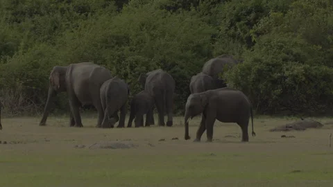 Sri Lankan Elephants in the evening Stock Footage 290145507