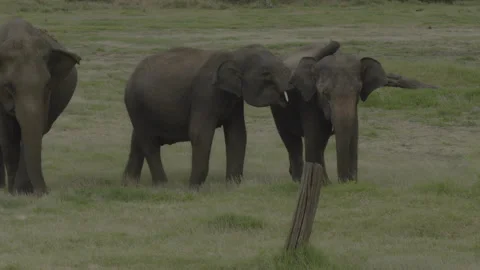 Sri Lankan Elephants Stock Footage 290144348