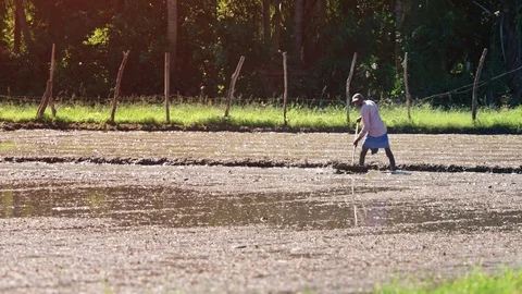 Sri Lankan  Farmer Preparing a Rice Paddy for Planting 库存影片 77965273