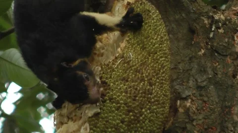 Sri Lankan Giant Squirrel Vidéo 64801993