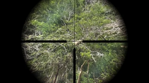 Sri Lankan Gray Langur Monkey in the Crosshairs Stock Footage 75068944