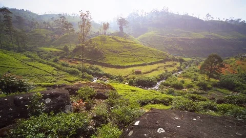 Sri Lankan Hillside Tea Farm from Overlooking Perspective Stock Footage