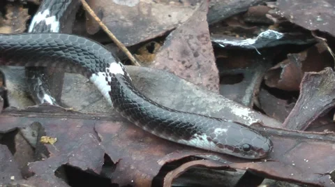 Sri Lankan Krait Stock-Footage 64802015