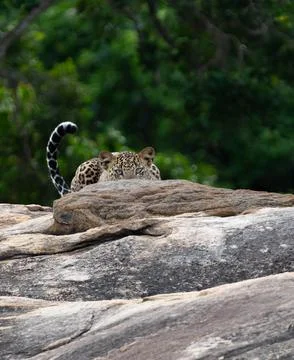 Sri Lankan leopard half-hidden behind rock outcrop looking forward with eye.. Foto stock