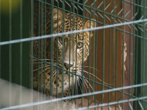 Sri Lankan leopard (Panthera pardus kotiya) in cage Stock-Footage 82047853